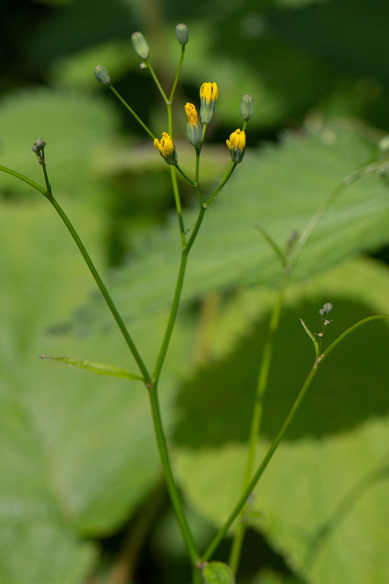 David Plant Photography - Wildlife Photography - Nipplewort - A.JPG - Nipplewort - Norfolk