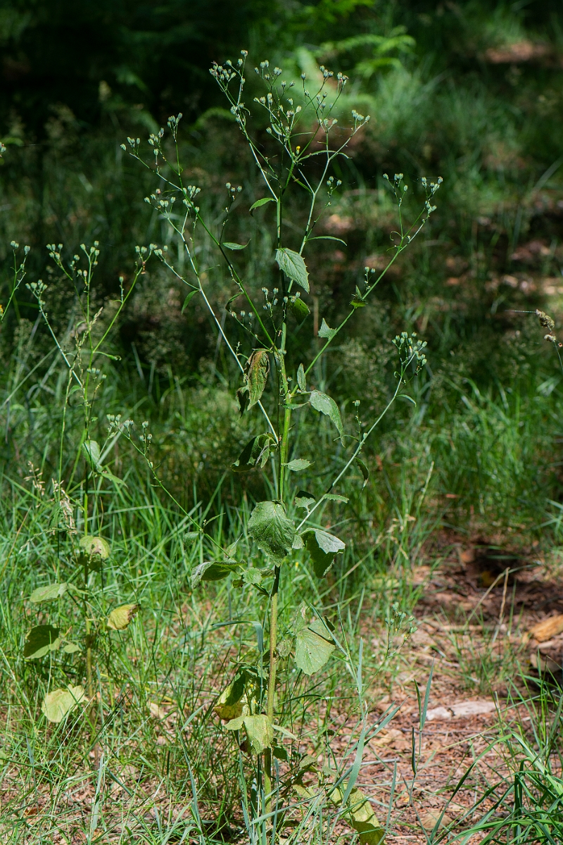 David Plant Photography - Wildlife Photography - Nipplewort - B.JPG - Nipplewort - Norfolk
