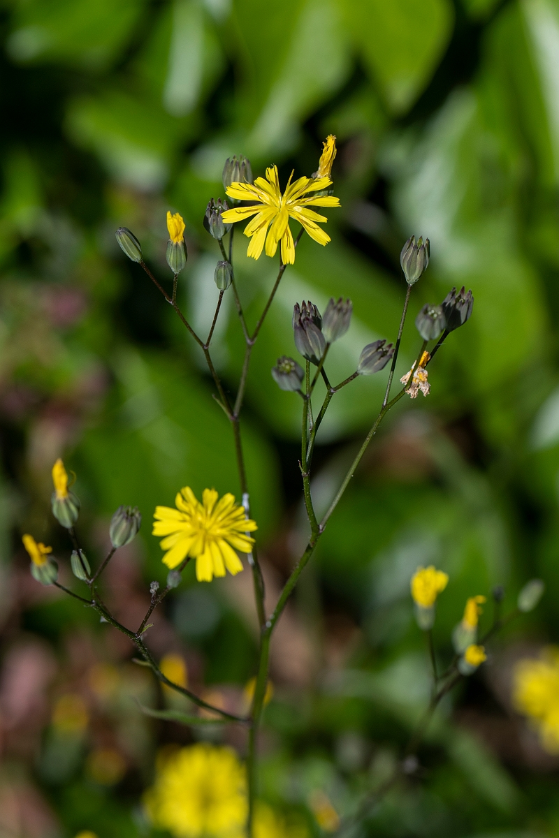 David Plant Photography - Wildlife Photography - Nipplewort - C.JPG - Nipplewort - Kent