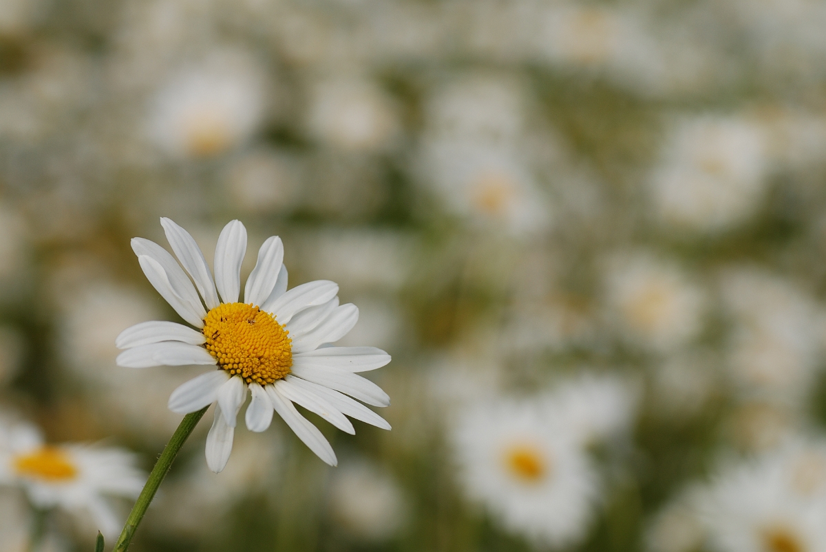 David Plant Photography - Wildlife Photography - Oxeye daisy - B.jpg - Oxeye daisy - Cotswolds