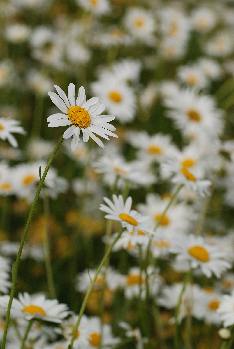 David Plant Photography - Wildlife Photography - Oxeye daisy - C.jpg - Oxeye daisy - Cotswolds