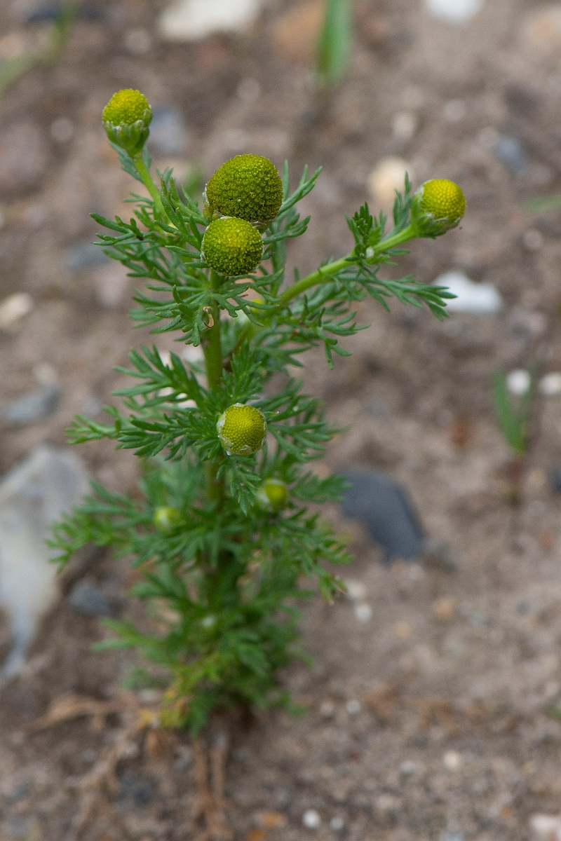 David Plant Photography - Wildlife Photography - Pineapple mayweed - A.JPG - Pineappleweed - Suffolk