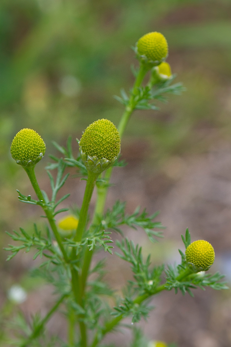 David Plant Photography - Wildlife Photography - Pineapple mayweed - B.JPG - Pineappleweed - Suffolk