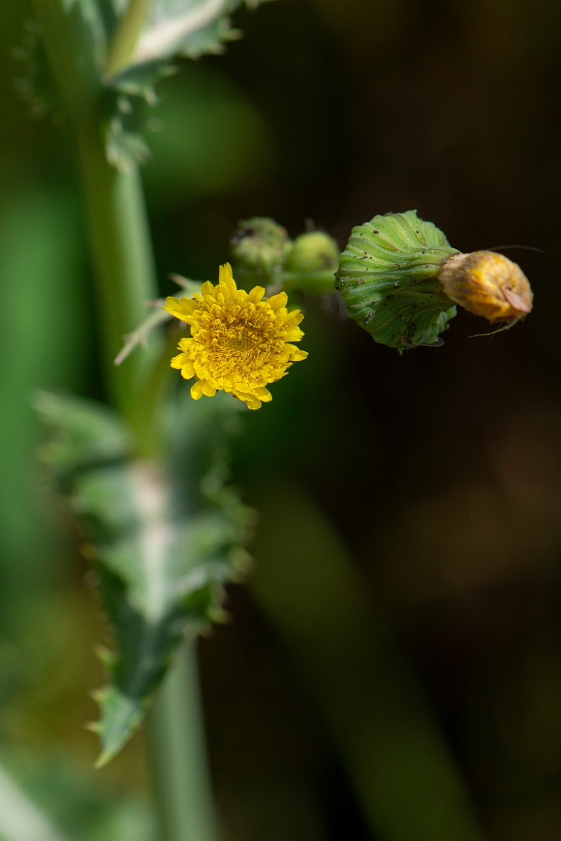 David Plant Photography - Wildlife Photography - Prickly sow-thistle - E.JPG - Prickly sow-thistle - Oxfordshire