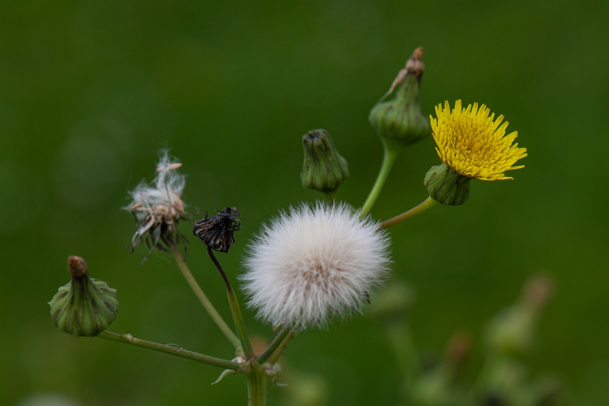 David Plant Photography - Wildlife Photography - Prickly sow-thistle - G.JPG - Prickly sow-thistle - Oxfordshire