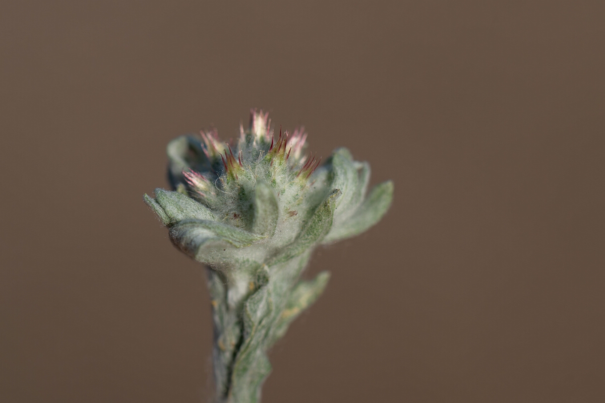 David Plant Photography - Wildlife Photography - Red-tipped cudweed - A.jpg - Red-tipped cudweed, flowers - Norfolk