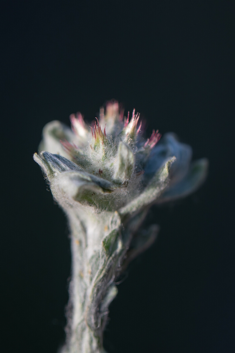 David Plant Photography - Wildlife Photography - Red-tipped cudweed - B.jpg - Red-tipped cudweed, flowers - Norfolk