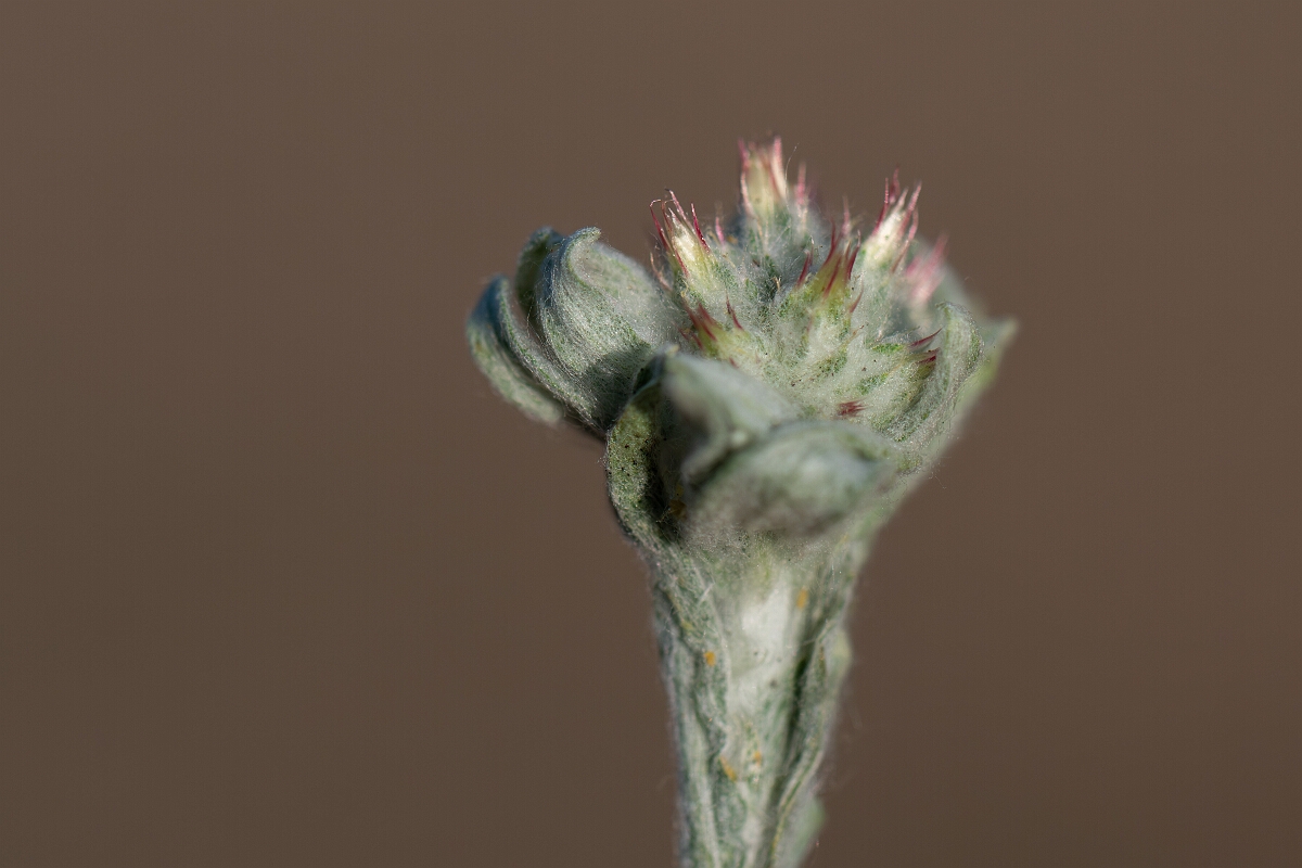 David Plant Photography - Wildlife Photography - Red-tipped cudweed - C.jpg - Red-tipped cudweed, flowers - Norfolk