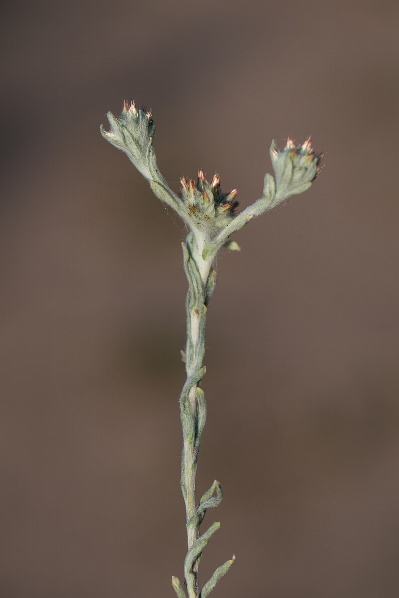 David Plant Photography - Wildlife Photography - Red-tipped cudweed - H.jpg - Red-tipped cudweed - Norfolk