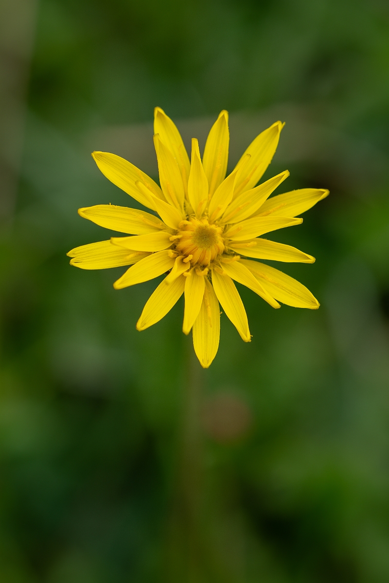 David Plant Photography - Wildlife Photography - Rough hawkbit - A.jpg - Rough hawkbit - Bedfordshire