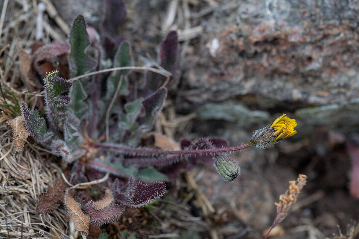 David Plant Photography - Wildlife Photography - Rough hawkbit - D.jpg - Rough hawkbit - Cornwall