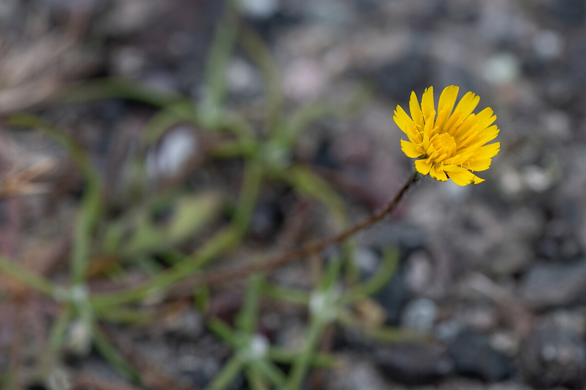 David Plant Photography - Wildlife Photography - Rough hawkbit - E.jpg - Rough hawkbit - Cornwall