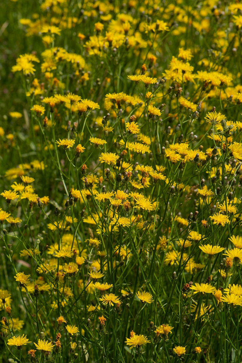 David Plant Photography - Wildlife Photography - Rough hawksbeard - A.JPG - Rough hawksbeard - Oxfordshire