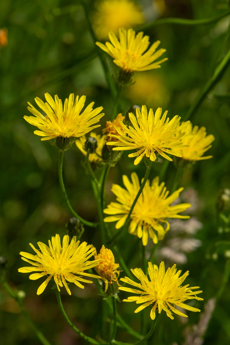 David Plant Photography - Wildlife Photography - Rough hawksbeard - B.JPG - Rough hawksbeard - Oxfordshire