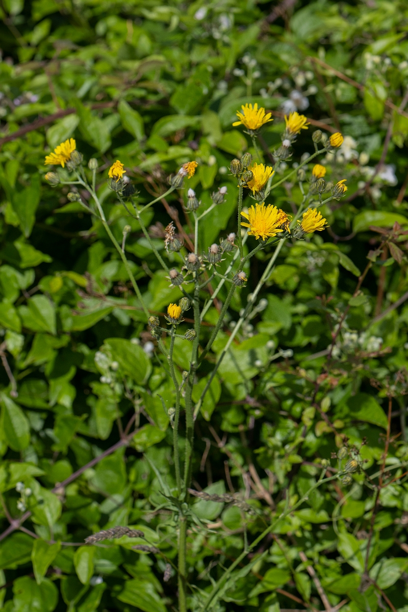 David Plant Photography - Wildlife Photography - Rough hawksbeard - D.JPG - Rough hawksbeard - Kent