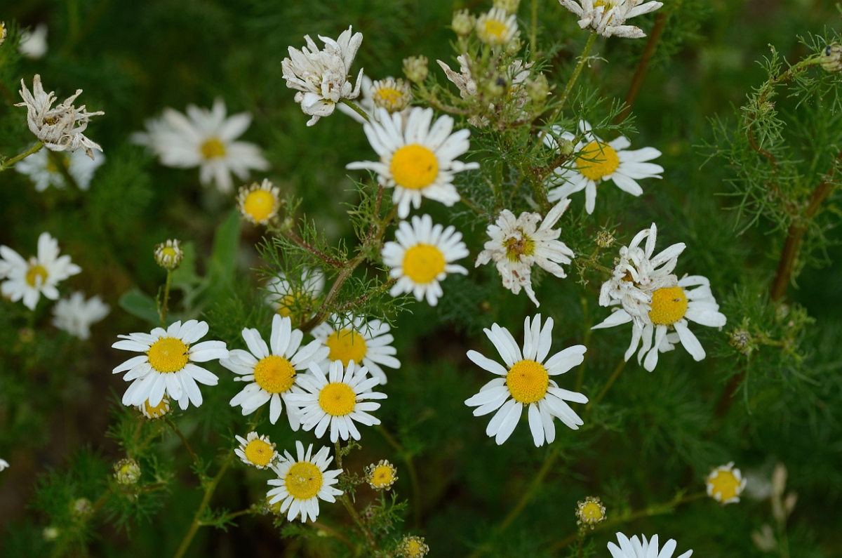 David Plant Photography - Wildlife Photography - Scentless mayweed - A.jpg - Scentless mayweed - Norfolk