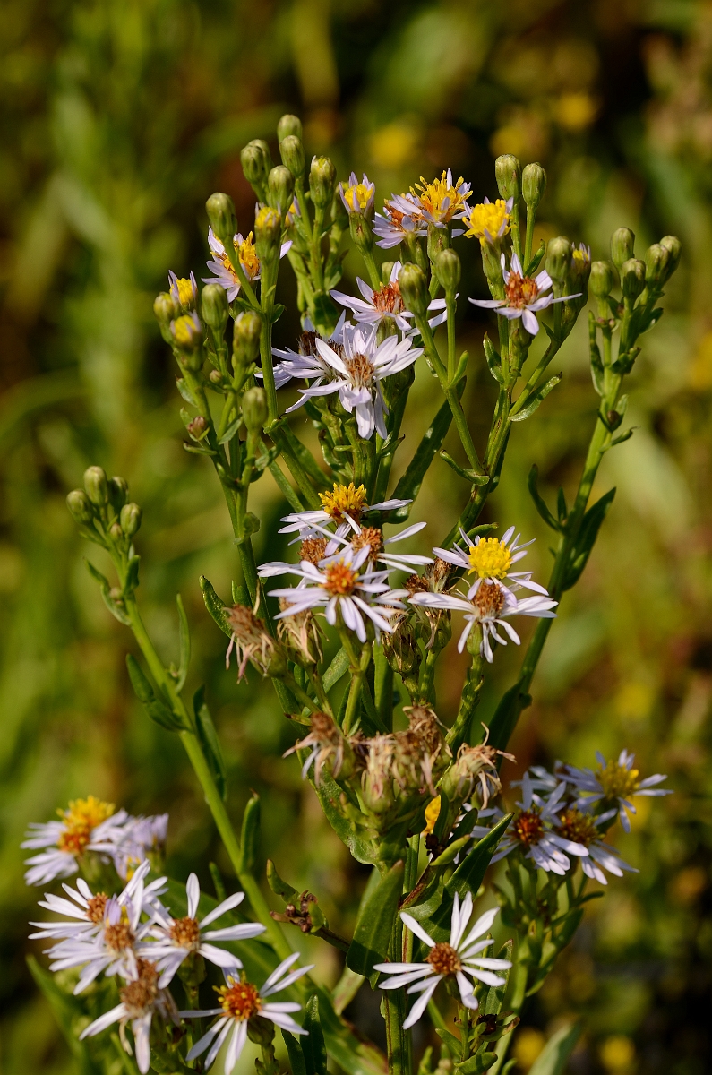 David Plant Photography - Wildlife Photography - Sea aster - A.jpg - Sea aster - Essex