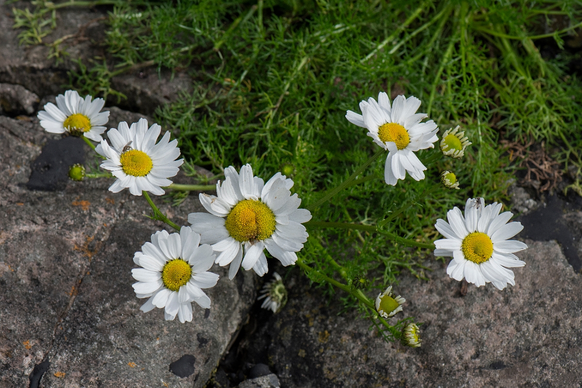 David Plant Photography - Wildlife Photography - Sea mayweed - B.JPG - Sea mayweed - Caithness