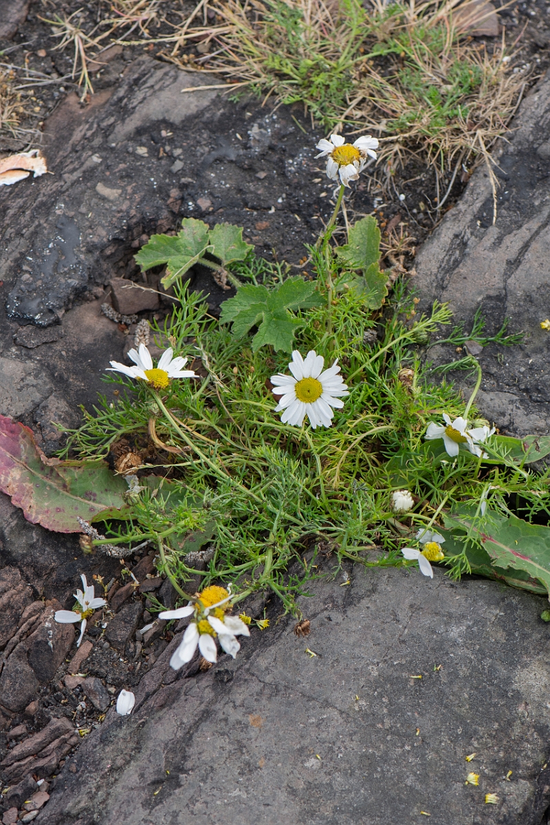 David Plant Photography - Wildlife Photography - Sea mayweed - C.JPG - Sea mayweed - Caithness