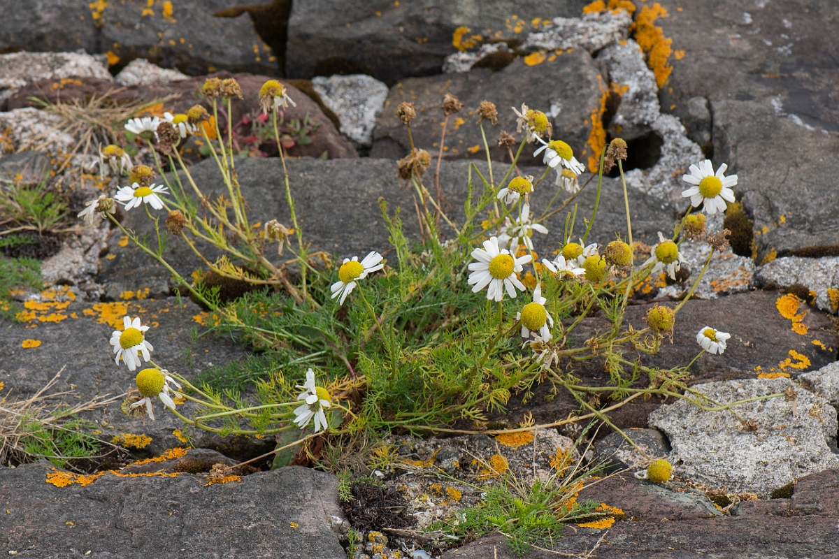 David Plant Photography - Wildlife Photography - Sea mayweed - D.JPG - Sea mayweed - Caithness