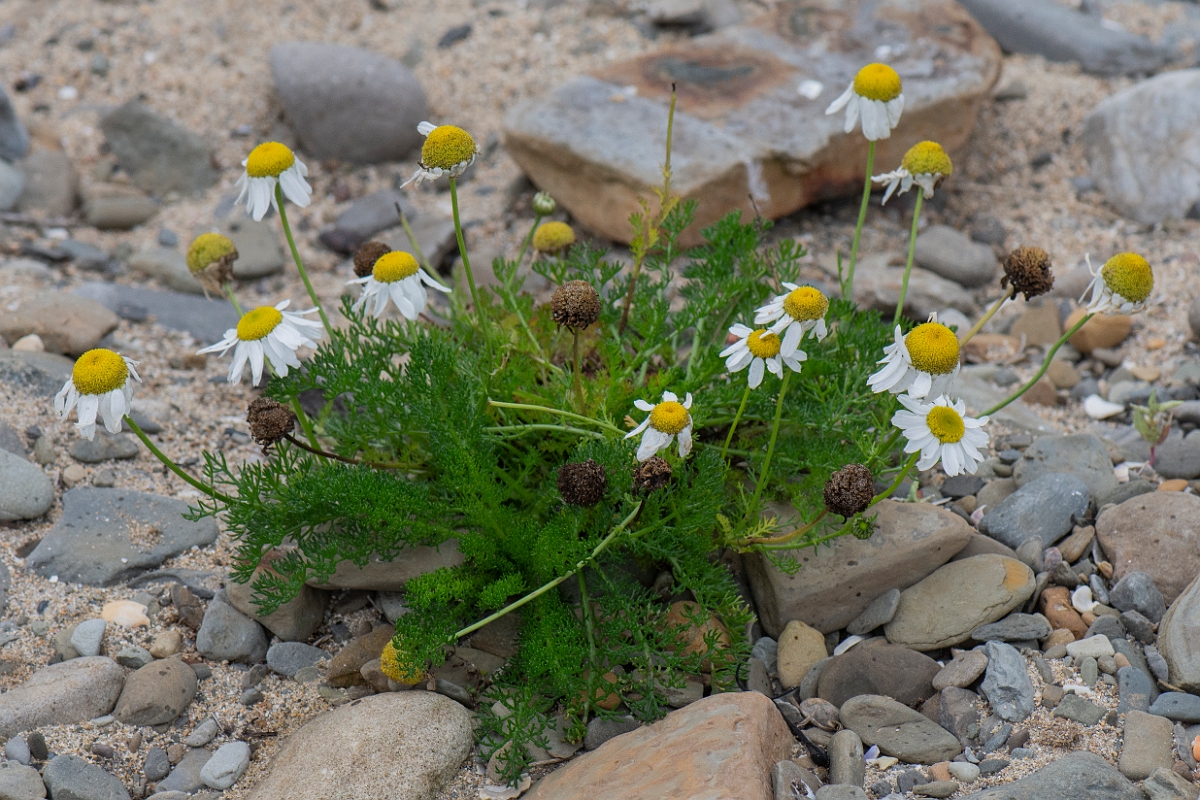 David Plant Photography - Wildlife Photography - Sea mayweed - E.JPG - Sea mayweed - Caithness