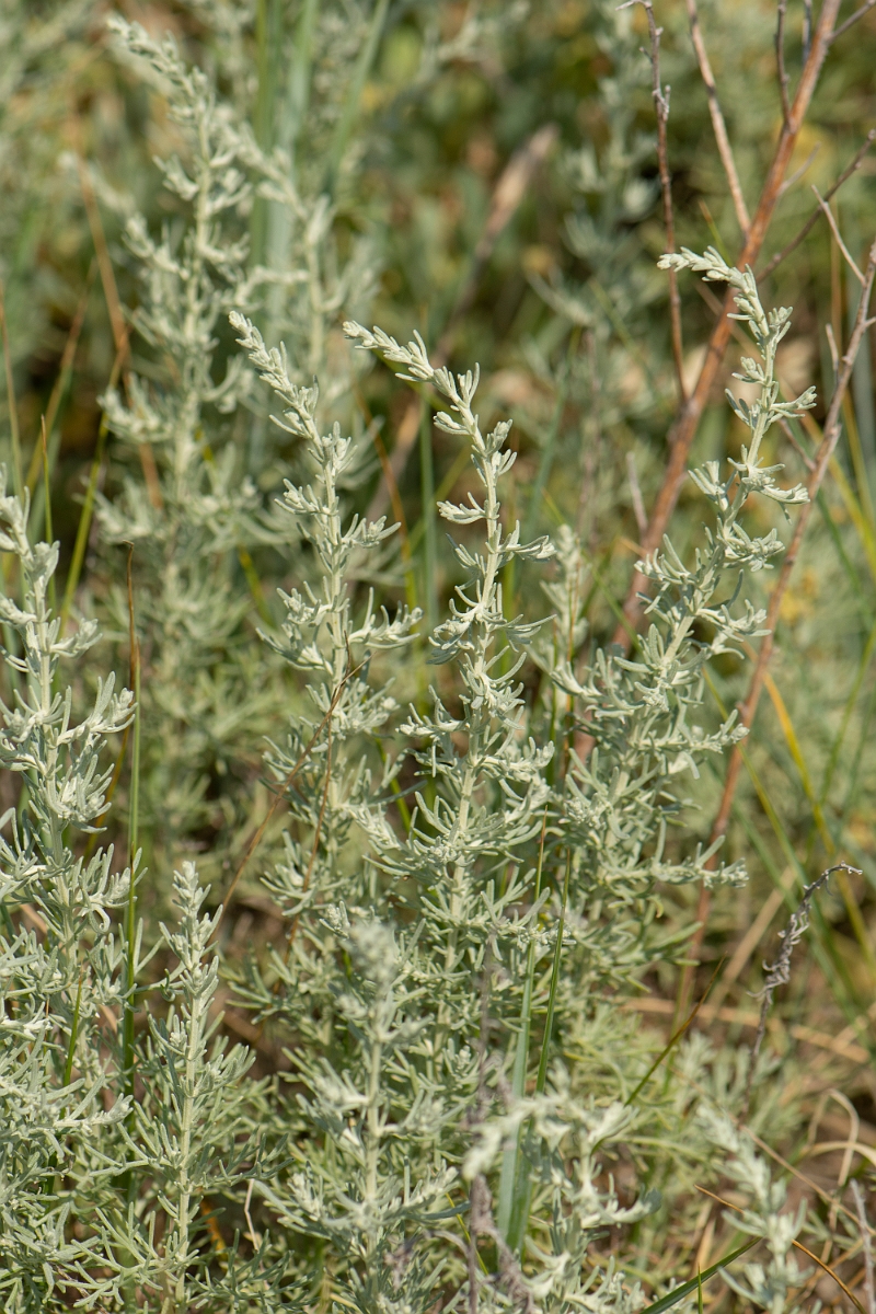 David Plant Photography - Wildlife Photography - Sea wormwood - A.jpg - Sea wormwood - Kent