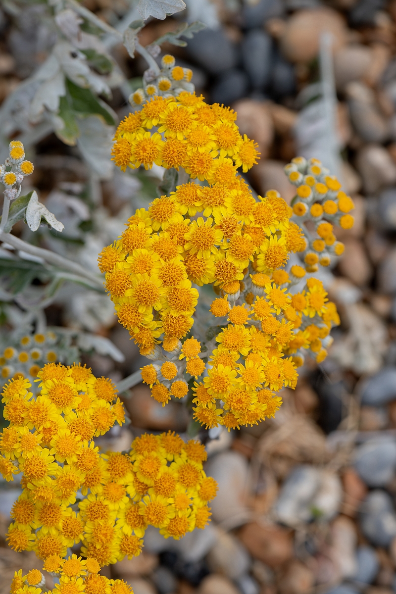 David Plant Photography - Wildlife Photography - Silver ragwort - B.jpg - Silver ragwort - Kent