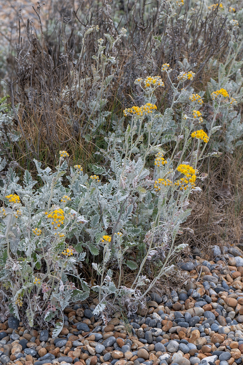 David Plant Photography - Wildlife Photography - Silver ragwort - D.jpg - Silver ragwort - Kent