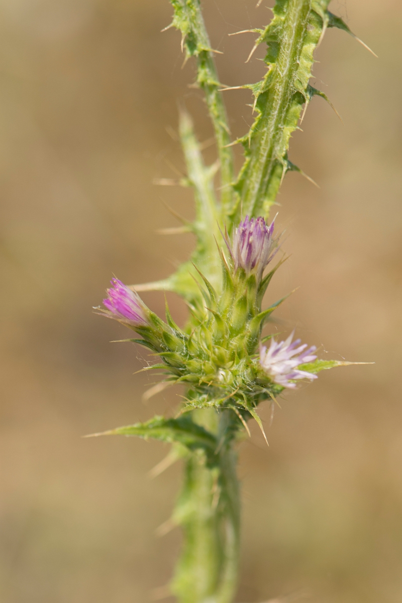 David Plant Photography - Wildlife Photography - Slender thistle - C.jpg - Slender thistle - Kent