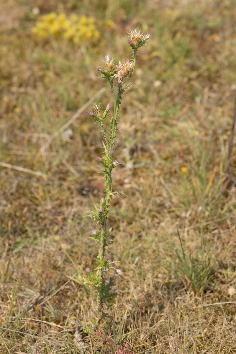 David Plant Photography - Wildlife Photography - Slender thistle - D.jpg - Slender thistle - Kent