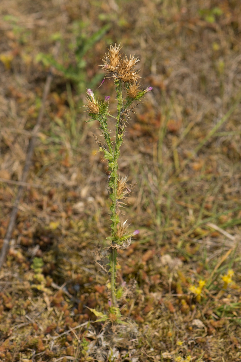 David Plant Photography - Wildlife Photography - Slender thistle - E.jpg - Slender thistle - Kent