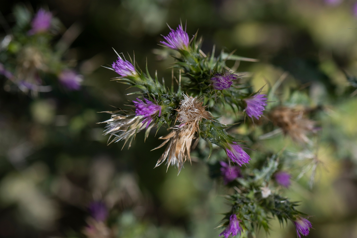 David Plant Photography - Wildlife Photography - Slender thistle - F.JPG - Slender thistle - Kent