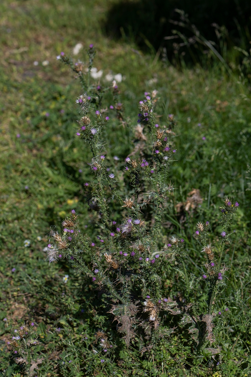 David Plant Photography - Wildlife Photography - Slender thistle - G.JPG - Slender thistle - Kent