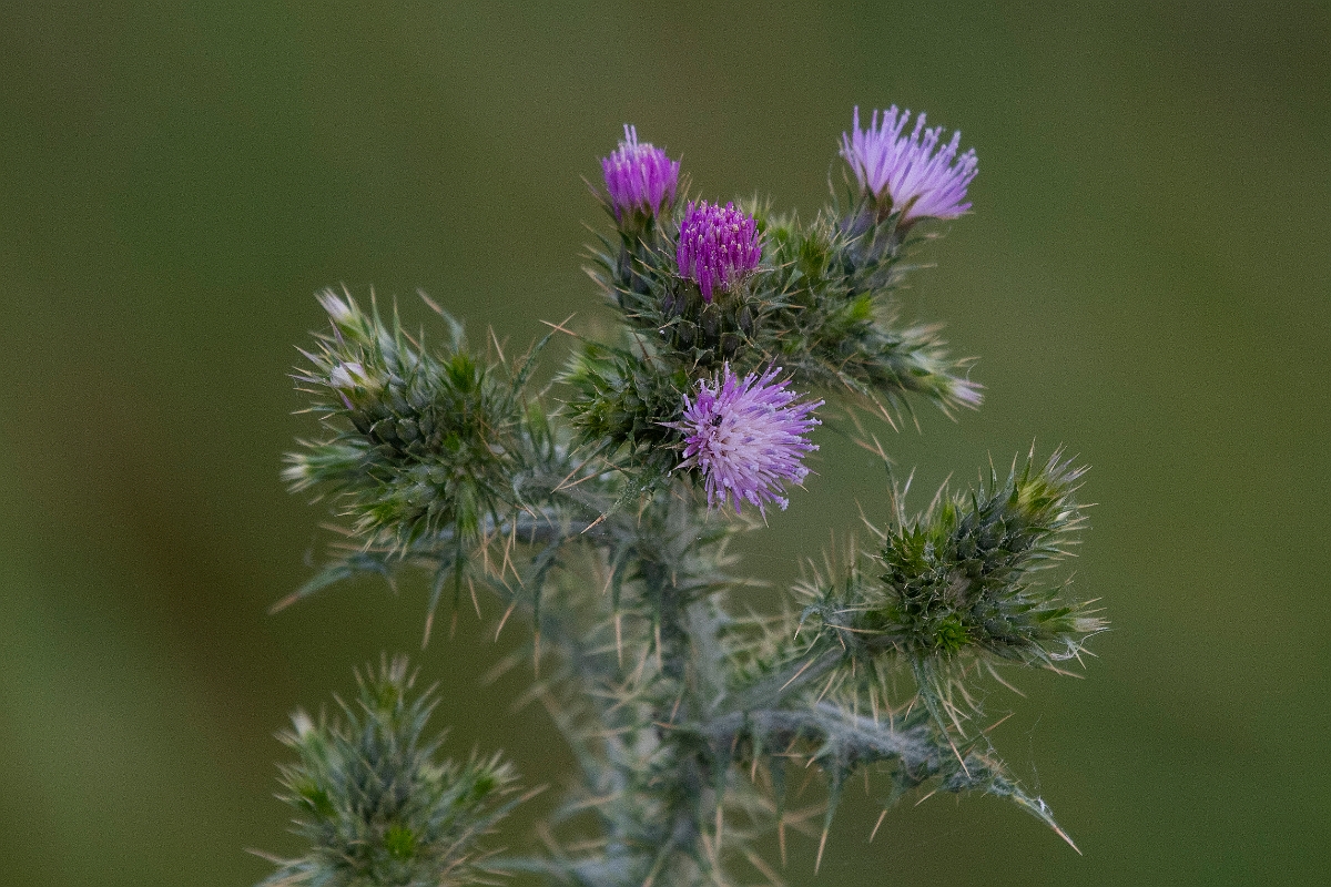 David Plant Photography - Wildlife Photography - Slender thistle - J.JPG - Slender thistle - Kent