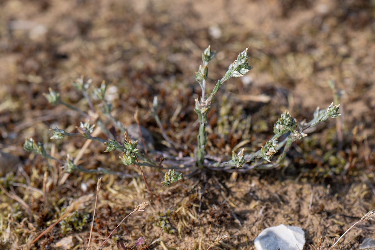 David Plant Photography - Wildlife Photography - Small cudweed - E.jpg - Small cudweed - Suffolk