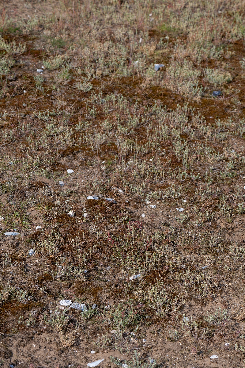 David Plant Photography - Wildlife Photography - Small cudweed - F.jpg - Small cudweed - Suffolk