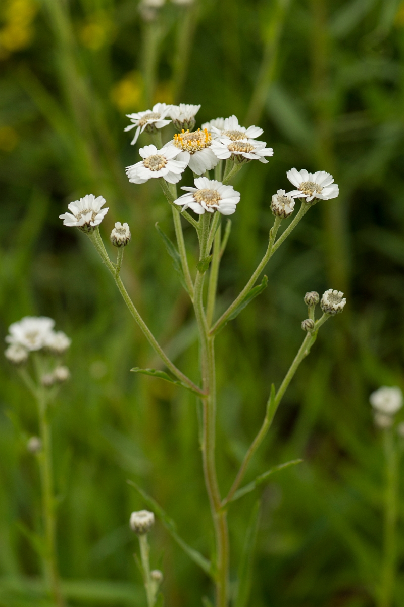 David Plant Photography - Wildlife Photography - Sneezewort - B.jpg - Sneezewort - Ayrshire