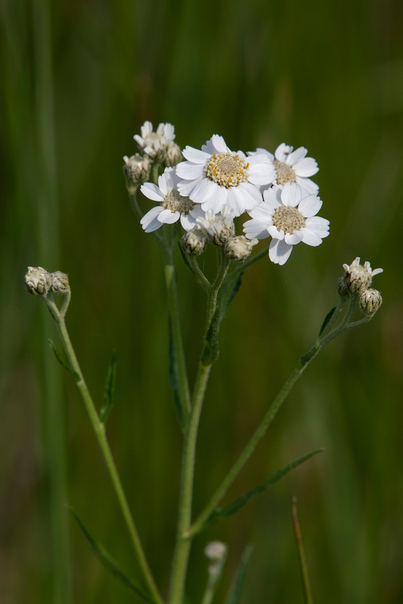 David Plant Photography - Wildlife Photography - Sneezewort - C.JPG - Sneezewort - Inverness-shire