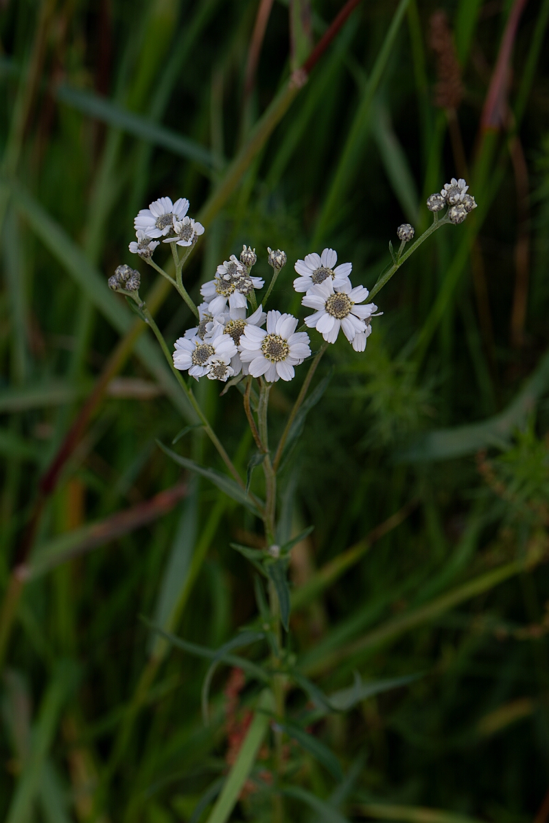 David Plant Photography - Wildlife Photography - Sneezewort - E.jpg - Sneezewort - Fife