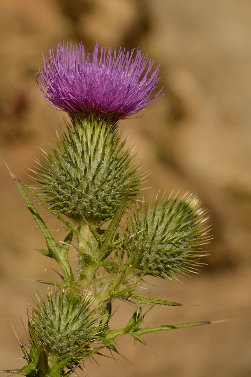 David Plant Photography - Wildlife Photography - Spear thistle - C.jpg - Spear thistle flower - Cambridgeshire