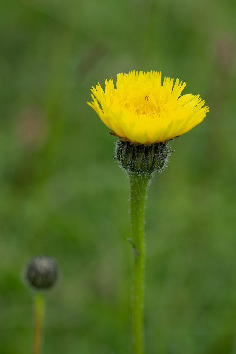 David Plant Photography - Wildlife Photography - Spotted catsear - B.jpg - Spotted catsear - Bedfordshire