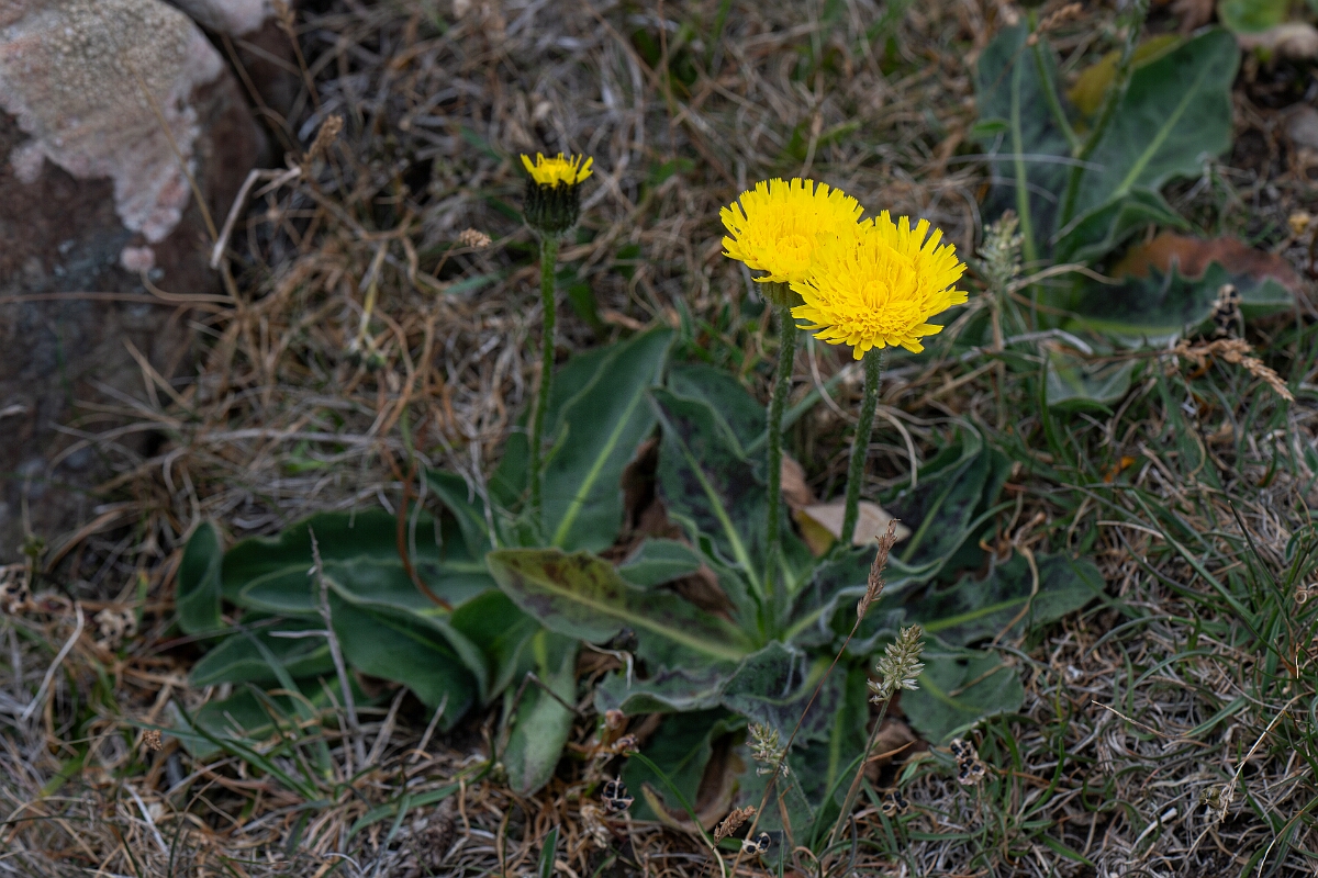 David Plant Photography - Wildlife Photography - Spotted catsear - D.jpg - Spotted catsear - Cornwall