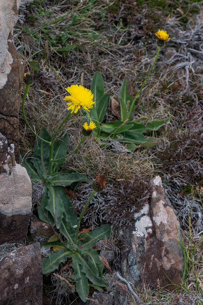 David Plant Photography - Wildlife Photography - Spotted catsear - G.jpg - Spotted catsear - Cornwall