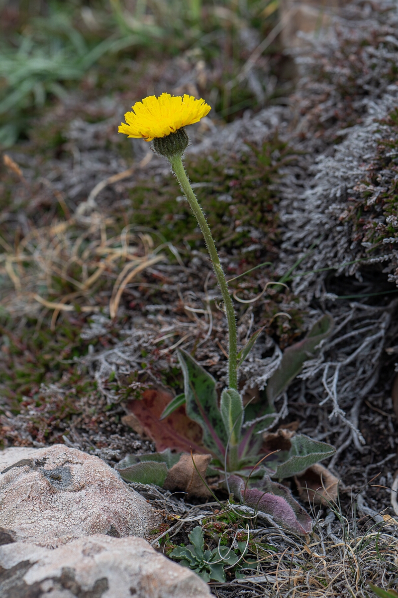 David Plant Photography - Wildlife Photography - Spotted catsear - H.jpg - Spotted catsear - Cornwall