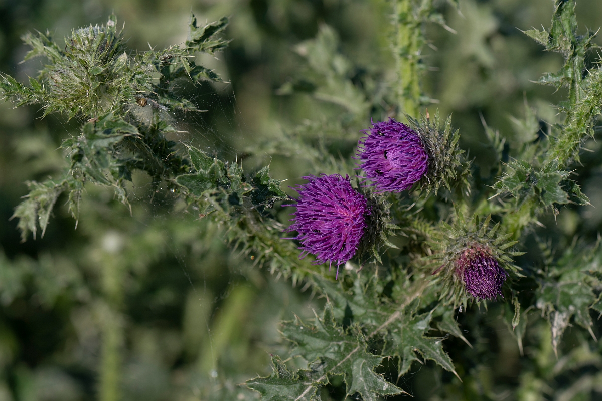 David Plant Photography - Wildlife Photography - Welted thistle - G.JPG - Welted thistle - Hertfordshire
