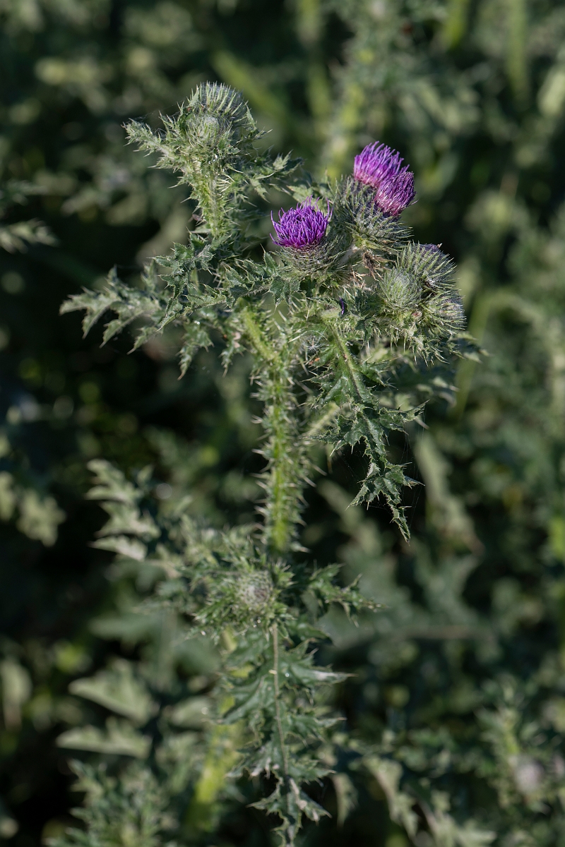 David Plant Photography - Wildlife Photography - Welted thistle - H.JPG - Welted thistle - Hertfordshire
