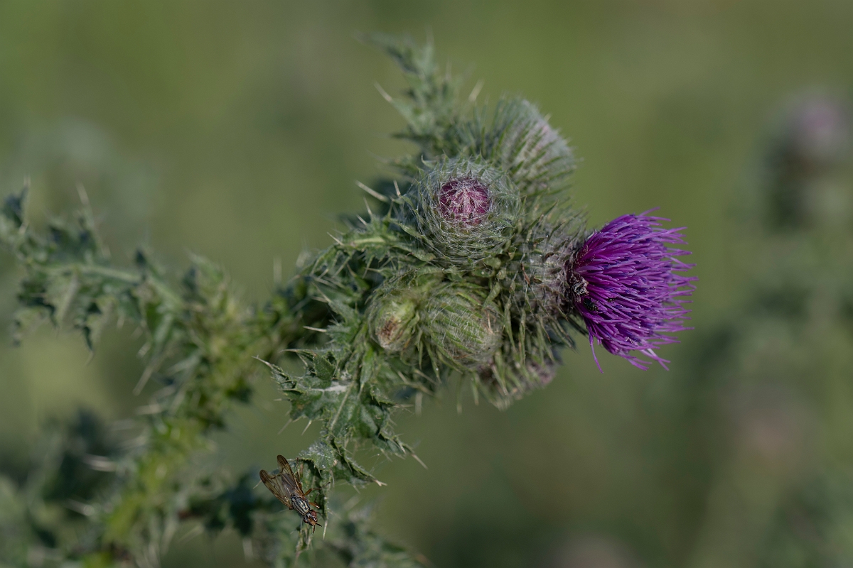 David Plant Photography - Wildlife Photography - Welted thistle - I.JPG - Welted thistle - Hertfordshire