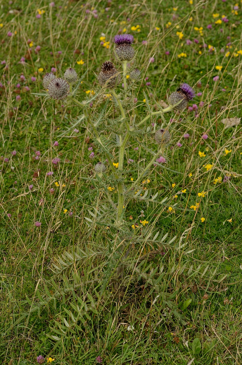 David Plant Photography - Wildlife Photography - Woolly thistle - A.jpg - Woolly thistle - Bedfordshire