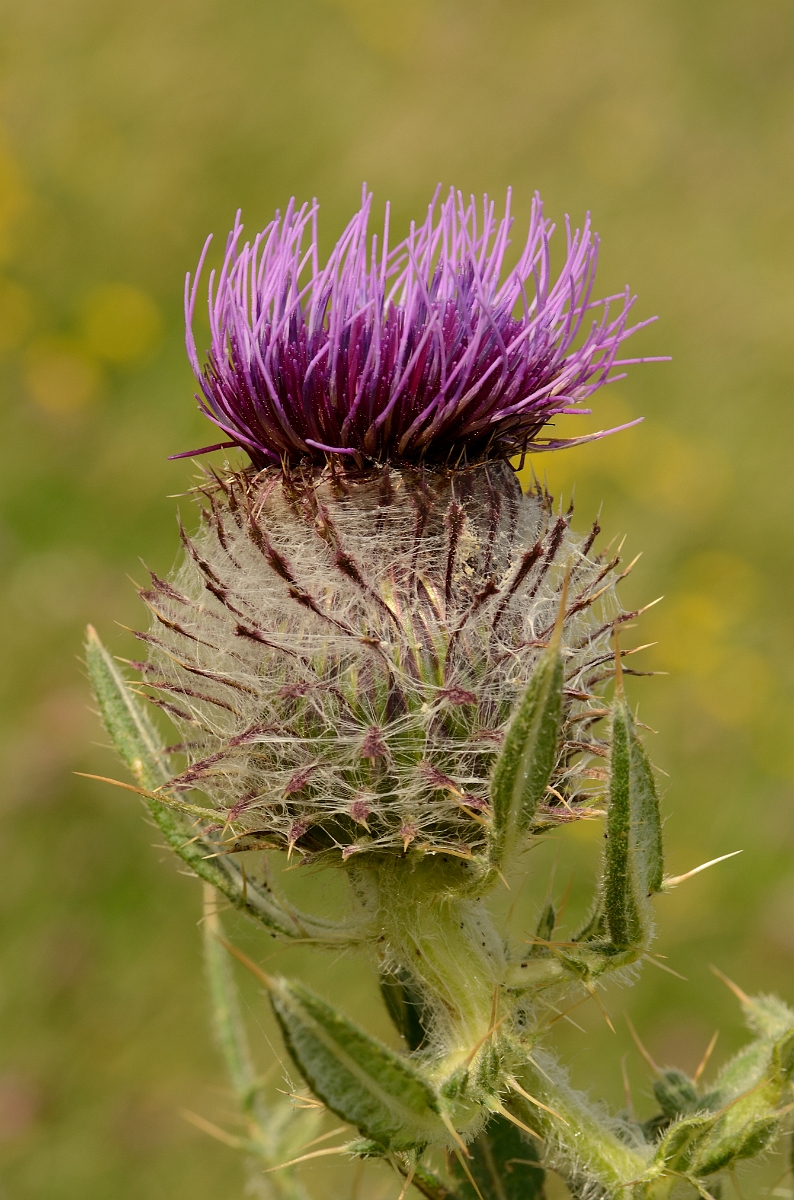 David Plant Photography - Wildlife Photography - Woolly thistle - B.jpg - Woolly thistle - Bedfordshire