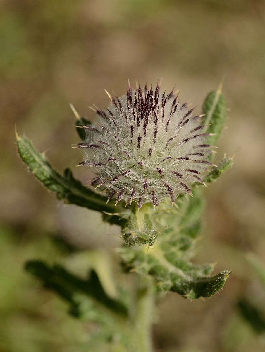 David Plant Photography - Wildlife Photography - Woolly thistle - C.jpg - Woolly thistle flower bud - Bedfordshire